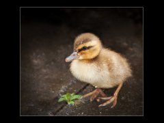 Alan Hesford-Mallard duckling in the rain-First.jpg